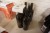 6 flasker rødvin, Savellini, Negromaro, Primitivo