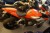 Motorcycle, MV Agusta F3 675 ABS