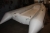 Inflatable boat, unused, Grand 470, model 2007. Model S470. Max. 8 people. Trolley