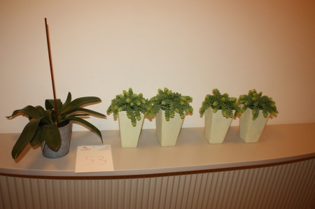5 plants in pot