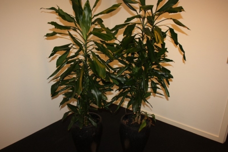 2 large green plants in pot