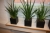 9 pots of green plants with tide gauges