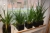 9 krukker med grønne planter med vandstandsmålere