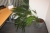 El-hæve sænke skrivebord, bøg, Linak teknik, bredde ca. 200 x dybde ca. 85/110 cm + kontorstol med høj ryg + skuffesektion + stor grøn plante i krukke, stand ukendt