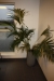 Billede i glas/træ, ca. 104 x 132 + billede i glas/træ, ca. 86 x 110 cm + stor grøn plante i krukke (stand ukendt)