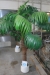 Palme, kunstig ca. 2 meter høj