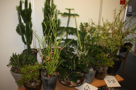 Various plants on table + sack