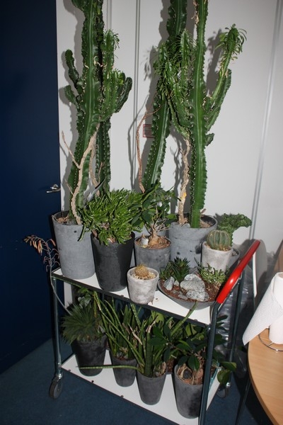 Various plants + jars + trolley