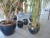 6 x floor pots with plants, the plants need a loving hand