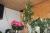 Various artificial flowers and trees