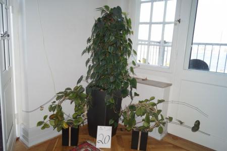 1 große und 2. Grünpflanzen in Töpfen