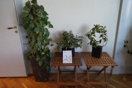2 stk. Trip Trap borde + 1 stor og 2 små grønne planter i potter