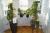 4 pcs. green plants in pots, 2 large and 2 small