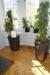 4 pcs. green plants in pots, 2 large and 2 small
