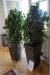 2 stk. Large green plants in pots
