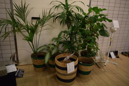 4 potted plants in wicker baskets, 1 wicker basket