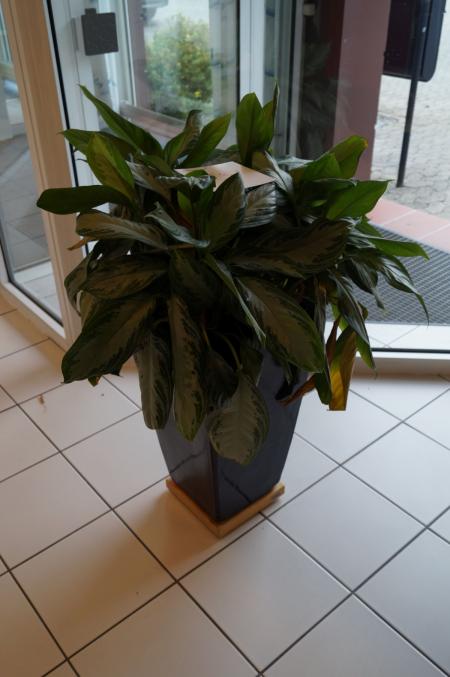2 plants about 1 meter height