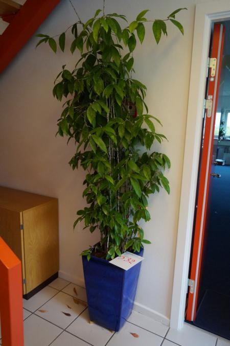 1 plant about 220 cm height