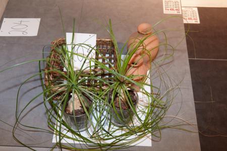 2 pcs. plants, 1. basket and 2. jars.
