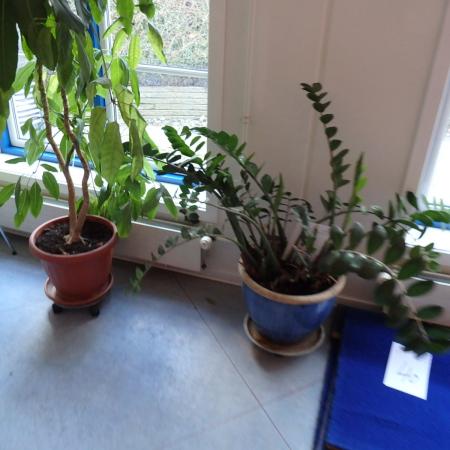 3 plants (two on wheels)
