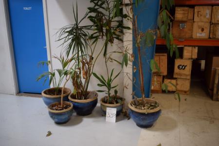 5 pieces. plants