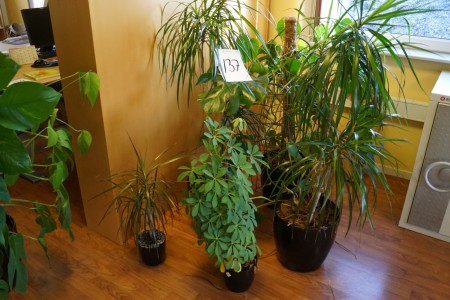 5 plants