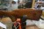 Remington 700 med cal 30.06 med bundstykke og  Løbslængde 54 cm