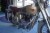 BSA 9196 Golden Flash veteran motorcykel 650  A10 med plunger stel. - Stelnummer - BA7S9196 årgang 1954