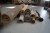 10 mixed rolls of rugs. Ca. 25 cm 2