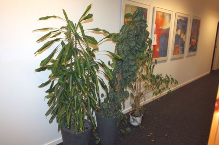 2 large plants in self-irrigating pots + (2) plants.