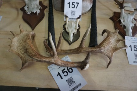 Fallow deer antlers + deer on trophy plate