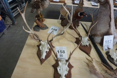 3 pieces. red deer on trophy plates