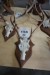3 pieces. red deer on trophy plates