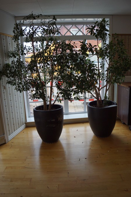 2 pots of plants