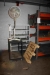 Steel Shelving, width app. 100 cm x height app. 150 cm x debth app. 60 cm, + trolley + fan