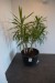 2 pcs. Potted plants on wheels with plants