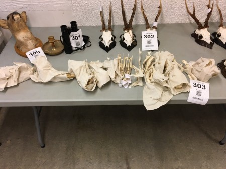 Lot of lower jaws from hunting trophies