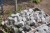 5 paller med diverse granit brosten 