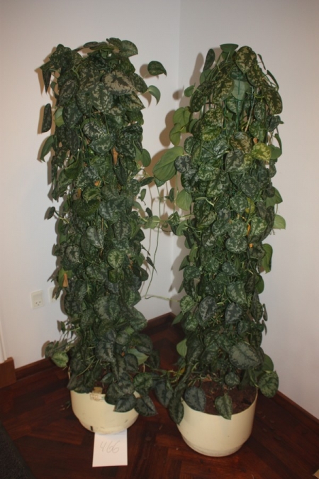 2 store grønne planter i selvvandingspotter på hjul + 3 mindre planter