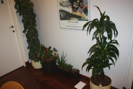 2 large green plants in self-watering pots on wheels + 4 small green plants