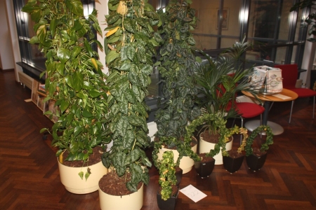 5 store grønne planter i selvvandingspotter + 5 små grønne planter