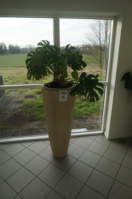 Houseplant in a pot